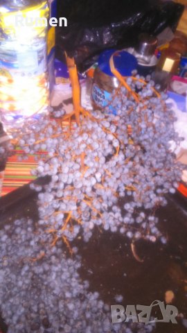 Продавам семена от студоустоичиви палми - 5 вида, снимка 5 - Разсади - 38409108