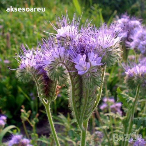 Семена от Фацелия - медоносно растение за пчелите разсад семена пчеларски растения силно медоносно ц, снимка 15 - Сортови семена и луковици - 37708344