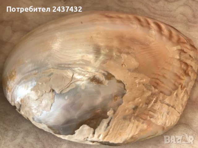 Перлено седефена мида, снимка 2 - Статуетки - 42114496