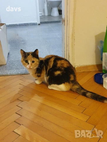 Приемен / постоянен Дом за трицветна принцеса