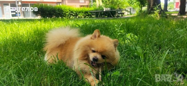 Породист мъжки померан търси своята половинка за разплод, снимка 3 - Търси партньор - 39560113