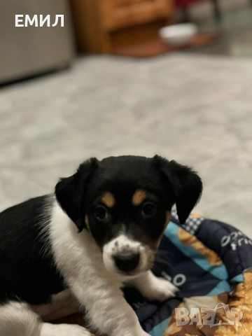 Джак ръсел , снимка 3 - Джак ръсел териер - 52965436