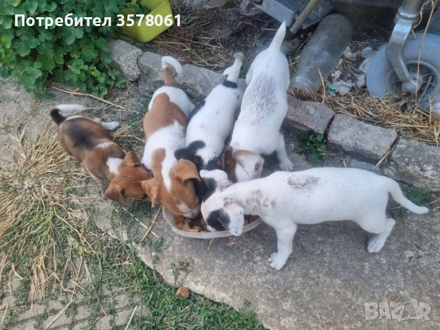 Джак Ръсел малки кученца, снимка 3 - Джак ръсел териер - 51472978