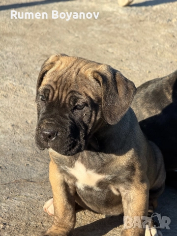 Кане Корсо , снимка 5 - Кане корсо - 52678102