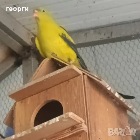 планински папагал, снимка 1