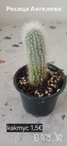 Хоя, зефирантес, драцена, детелина, кливия, кактус, снимка 13 - Стайни растения - 53239789