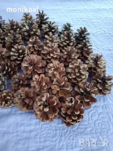 Много различни шишарки, снимка 2 - Декорация за дома - 50321727