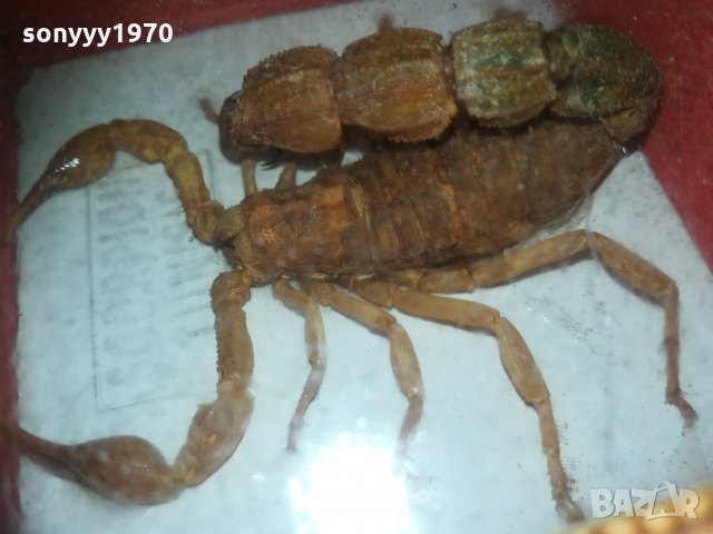 скорпион-внос france 1910201740, снимка 4 - Колекции - 30478693