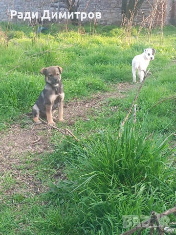 ПОДАРЯВАМ КУЧЕНЦА, снимка 8 - Други - 54158083