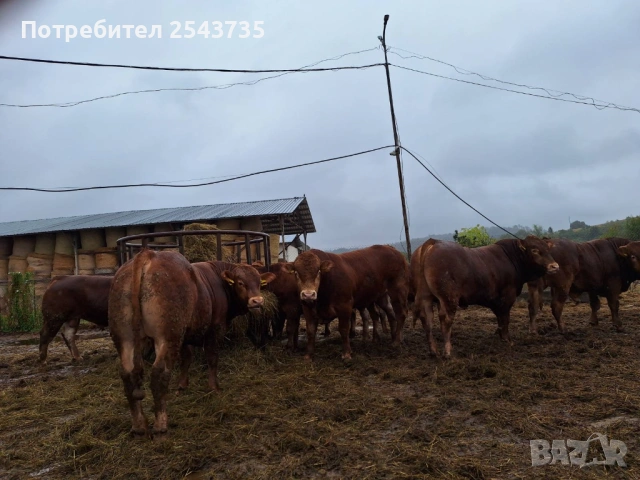 ПРОДАВАМ БИЦИ ЛИМУЗИН