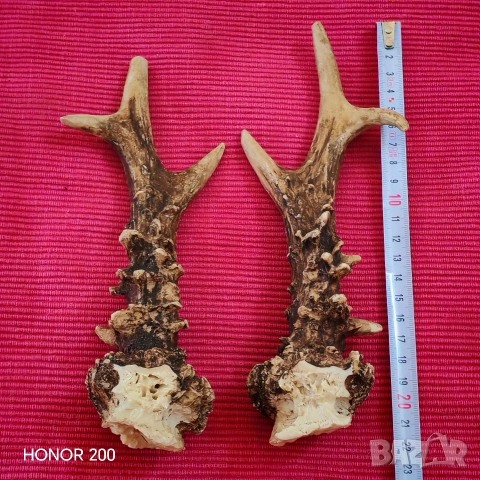 Рога от млад благороден елен. , снимка 4 - Антикварни и старинни предмети - 54044791