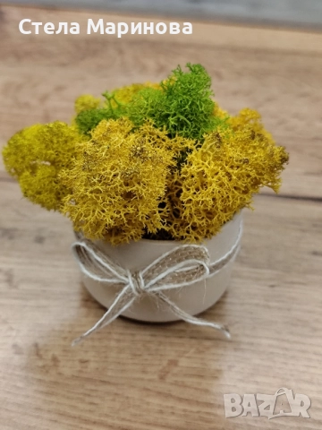 Кашпи със скандинавски мъх!