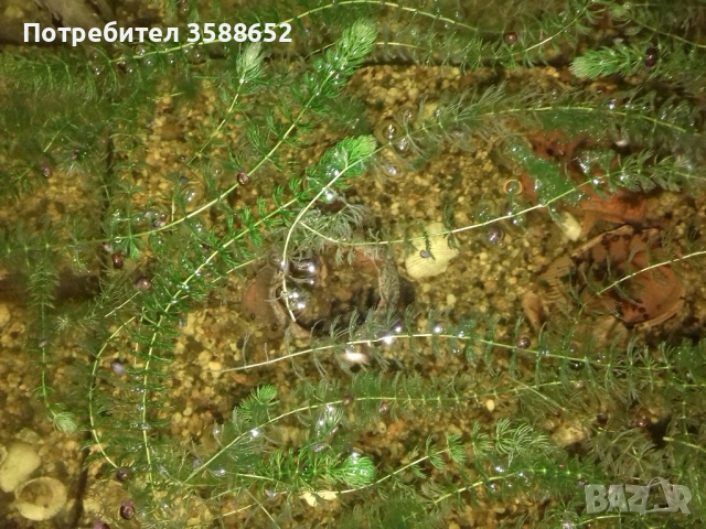 Роголистник, снимка 2 - Оборудване за аквариуми - 53925739