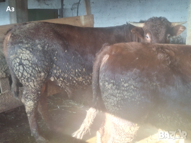 Продавам телета, снимка 2 - Крави - 53265925