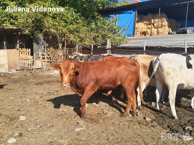 Продавам крави, юници и телета , снимка 18 - Крави - 55324137