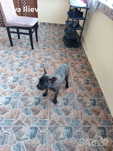 френски булдок 6 месеца , снимка 4 - Други - 52650433