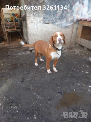 Посавско Гонче 