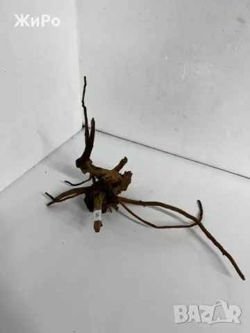 Корен от Азалия /декорация/ 5, снимка 2 - Други - 48577863