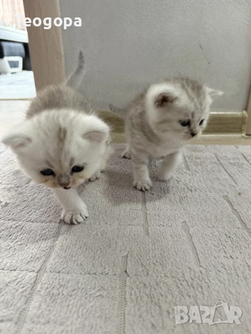 сребърни котета , снимка 2 - Британска късокосместа - 56065702