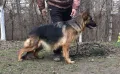 Бебета Немска Овчарка Доставка, снимка 7