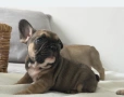 Френски булдог-кученца, снимка 6