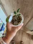 Хоя Brevialata splash, снимка 3