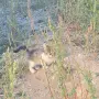 Котета на два месеца и майката на една годинка, снимка 3