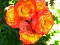 Продавам 10 цвята рози катерливи резници общо за 10 лева, снимка 1 - Градински цветя и растения - 42478846