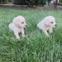 Лабрадор ретривър , снимка 7