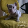 Френски булдог търси дом 🐾 Малки френски булдочета на 40 дни търсят своето  ново  семейство. , снимка 15