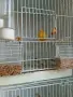 продавам канарчетата с клетките, снимка 2