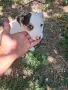 Продавам Джак Ръсел , снимка 5