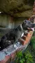 American Pitbull Terier X American bully, снимка 4