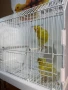 Канари цветни и къдрави, снимка 7