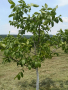 12 декара Орехова градина със 120 дървета на 7 години влезли в плододаване 0886167714 , снимка 3