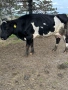 Продавам 10 Дойни Крави, снимка 2