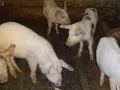 СВИНЕ МАЙКИ И прасета. ЛИКВИДАЦИЯ, снимка 4