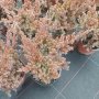 Juniperus Blue Swede, Хвойна Блу Швет, снимка 1 - Градински цветя и растения - 39298481