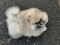 Померан момченце, снимка 9