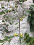 Лимонова гуава, Yellow strawberry guava,семена, снимка 4