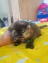 Прекрасни Шотландски Клепоухи котенца (Scottish Fold), снимка 16
