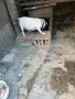 Джак ръсел женско, снимка 3