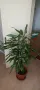 Палма Драцена - 170 см , снимка 4
