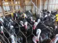 Продавам домашно отглеждани пуйки , снимка 2