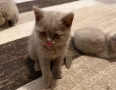 Британски Късокосмести котенца, снимка 6
