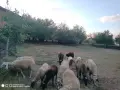 Поземлен имот в с. Горна Росица, снимка 4