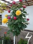 Щамбови рози, цветово разнообразие., снимка 5