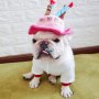 Кучешка шапка за рожден ден Шапка за рожден ден на домашен любимец Шапки за кучешки рожден ден, снимка 8