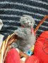 Шотландски клепоухи котета, снимка 11