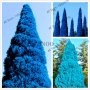 100 бр. семена кипарис синя елха бор сини иглолистни кипарисови дървета бонсай екзотични за декораци, снимка 7